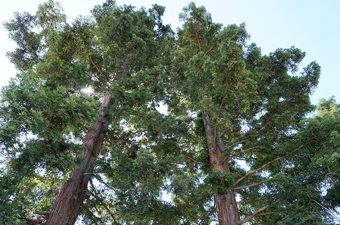 redwood-tree
